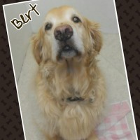 Bert - the sweetest Golden Retriever on Earth!