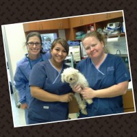 Dr.Alkofer, shelter spay, Cathy, and Robyn