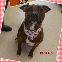 Lily and Bettie get their checkups and health certificates 1