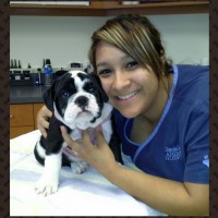 Stella the adorable English Bulldog puppy and Cathy