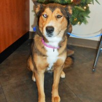 Vixen - a very sweet rescue !